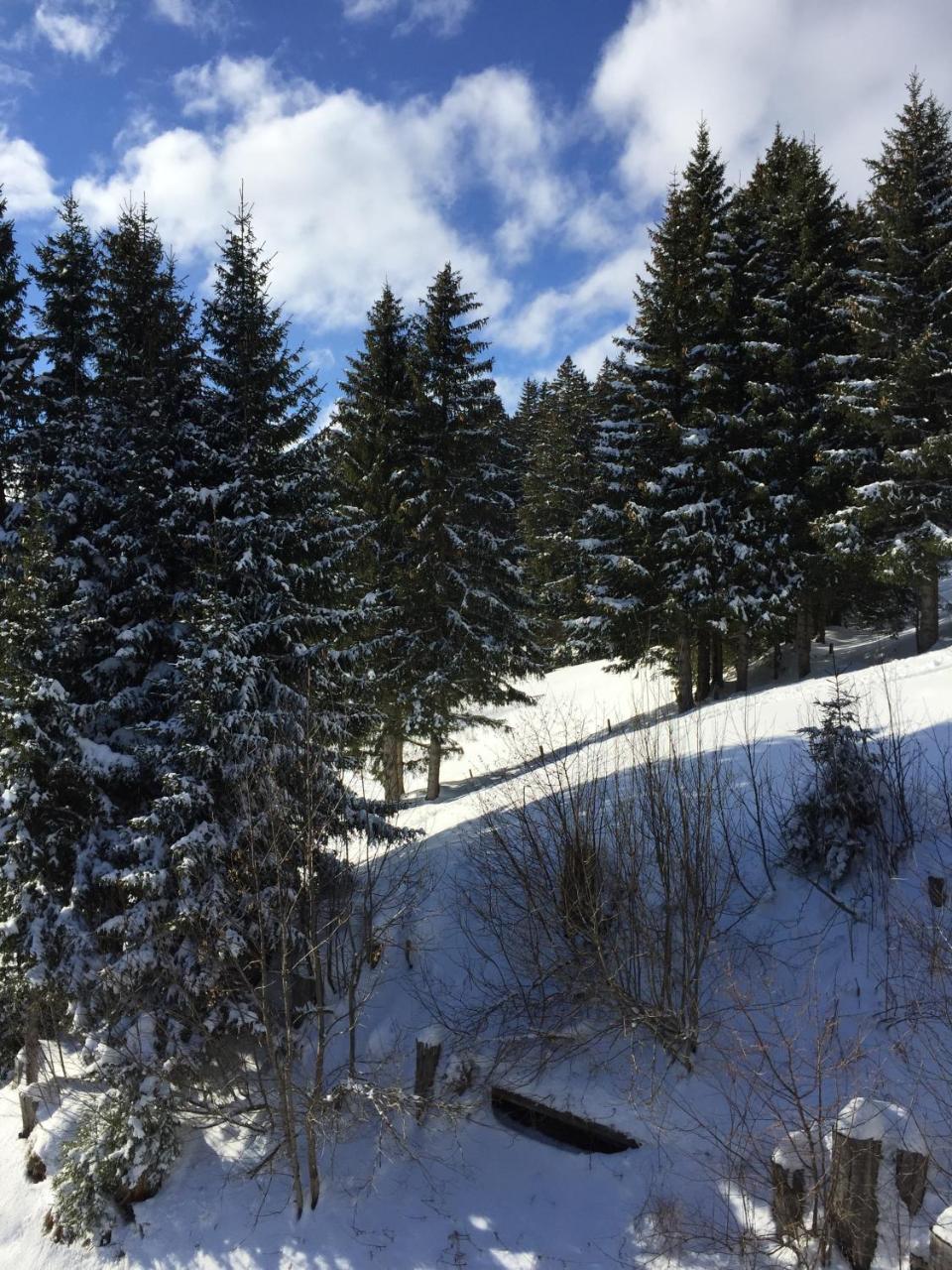 Chalet Grünegg Grindelwald Dış mekan fotoğraf